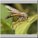 Rhagio vitripennis- Schnepfenfliege m10.jpg